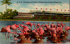 Vintage 1940's Pink Flamingos Nesting at Hialeah Race Track Florida FL Postcard  picture
