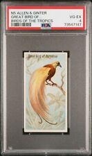 1889 N5 Allen & Ginter Birds Of The Tropics GREAT BIRD OF PARADISE PSA 4 VG-EX picture