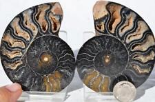 9955 RARE 1in100 BLACK Ammonite PAIR Deep Crystals 110myo FOSSIL MED 75mm 3.0