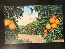 1948 Vintage Postcard California Orange Grove San Diego linen picture