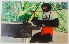 Vintage Miami Florida FL Monkey Jungle Talent Show Postcard Chimpanzee picture