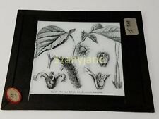 Glass Magic Lantern Slide MLH PLANTS AND ANIMALS THE PAPER MULBERRY-TREE picture