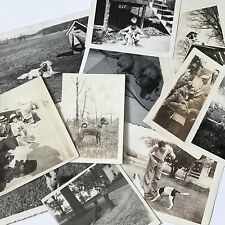 Vintage B&W Sepia Snapshot Dog Photograph Lot Collection of 11 Adorable Dogs picture