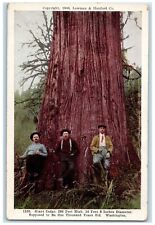 c1910's Giant Cedar Tree One Thousand Years Old Washington WA Antique Postcard picture