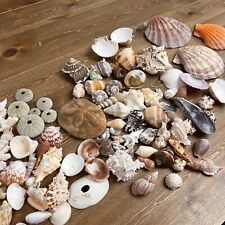 Lot of Beautiful Seashells 6 + LBS Sea Shells Mix picture