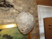Bald Face Hornets Paper Wasp Hive Nest Mancave Bees Nest Huge Decor picture