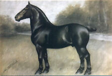Named Percheron Draft Horse Postcard , Art George Ford Morris #7 picture