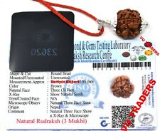 3 Mukhi Rudraksha / Three Face Rudraksh Nepal Bead Lab Certified Size 15 - 17 MM picture