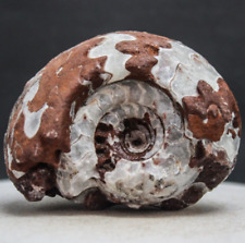 RARE230gr Amazing whole Permian Ammonite Fossil Calcite Rough Mollusca Timor picture