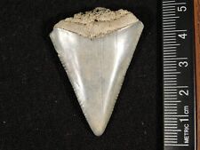 ANCESTRAL Great White SHARK Tooth Fossil SERRATED 100% Natural 7.1gr picture