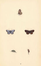 BRITISH BUTTERFLIES. Silver-studded Blue. MORRIS 1865 old antique print picture