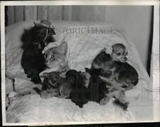 1947 Press Photo Tabby Lost Her Kittens Mrs Louise H Williams Fosters Puppies picture