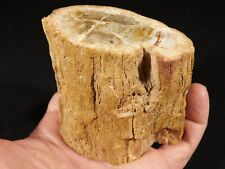 Perfect BARK 225 Million Year Old Polished Petrified Wood Fossil 433gr picture
