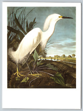 c1970s John James Audubon Snowy Heron White Egret Art Vintage Postcard picture