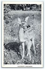 c1960's Scenic View Of Deer Woodruff Wisconsin WI Unposted Vintage Postcard picture