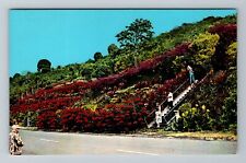 Kealakekua HI-Hawaii, Machado Gardens Vintage Souvenir Postcard picture