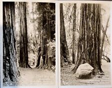 ZAN STARK Photo Postcards  Very Collectible  Lot Of 2 RPPC Muir Woods Excellent picture