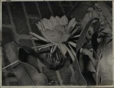 1948 Press Photo The rare Selenicereus Grandiflorus of Mr. and Mrs. Sadler picture