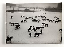 1978 Boston Massachusetts WWI War Horses Vintage Reprint of 1916 Photo picture