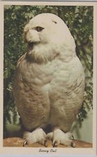 SNOWY OWL - NATIONAL ZOOLOGICAL PARK WASHINGTON D.C. EARLY POST CARD picture