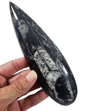 Orthoceras Polished Fossil 138.2 grams picture