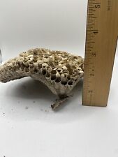 Large Paper Wasp NEST TEXAS WASP NEST from our Trees Craft,  picture