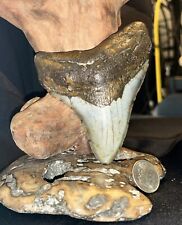 4.3 INCH REAL MEGALODON SHARK TOOTH BIG FOSSIL GENUINE PREHISTORIC MEG TEETH picture