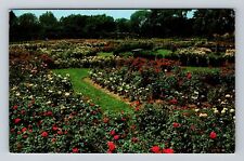 Columbus OH-Ohio, The Park of Roses, Antique Souvenir Vintage Postcard picture