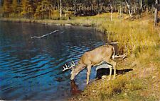 Elk Deer Drinking Water Drunk Water, Underground Forest Frederic 1953 Postcard picture