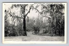 Natchez MS-Mississippi, Moss Covered Trees, Duncan Park, Vintage Postcard picture