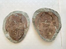 Fossil Positive/Negative Trilobite Cambropallas Coffin Cambrian Morocco—11 lbs picture