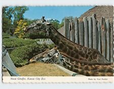 Postcard Masai Giraffes, Kansas City Zoo, Kansas City, Missouri picture