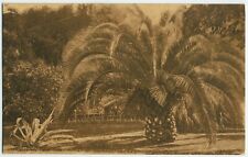 California Palm Tree 137 Edward H. Mitchell Sepia postcard SAN FRANCISCO CA picture