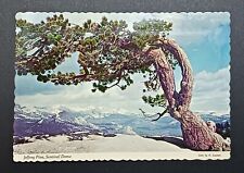Postcard - Jeffrey Pine, Sentinel Dome - Yosemite National Park, California picture