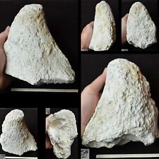 Large Titanothere Fossil Horn, Brontothere, Badlands S Dak, 35 Mya, 4 Pound T776 picture