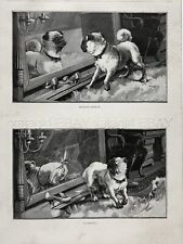 Dog Pug Naughty Puppy Fights Mirror & Breaks It Pair of 1880s Antique Prints picture