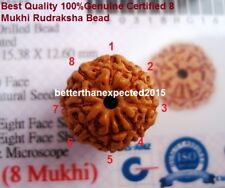 Lab Certified 8 Mukhi Rudraksha / Eight Face Rudraksh  Java Bead--16-18 mm  picture