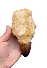 A top quality rooted huge prognathodon curry, Mosasaurus tooth from Morocco picture