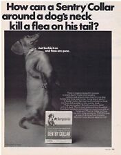 1967 Dachshund Sentry Flea Collar Print Ad picture
