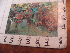 Kennett Neily Postcard: 1980's ROSAMOND ALLEN photo Changing Leaves w GRAVEW picture