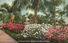 Vintage Postcard 1913 A Beautiful Azalea Garden & Palms in FL Florida picture