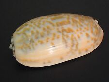 Rarely Seen Beauty...OLIVA TRICOLOR PHILANTHA~49mm/Gem~Philippine SEASHELL  picture