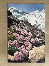 Postcard Alps Mountains Androsace Glacialis Rock Jasmine Flower Vintage PC picture