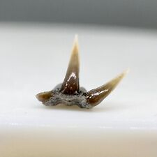 Extremely rare 5mm Fossil Clamydoselachus lawleyi - Frilled Shark Tooth picture