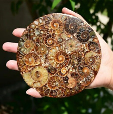 100G+ Natural Ammonite Fossil shell 11cm Plate Disk Conch Home Decor Ornament picture