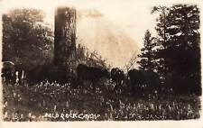 RPPC Bald Rock Canyon Real Photo Postcard 1921  picture