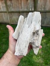 Texas Petrified Live Oak Wood Rotted Branch 7