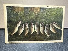 Large mouth, black bass Postcard picture