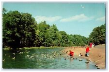 c1960s Feeding The Ducks In Forest Park Springfield Pennsylvania MA Postcard picture