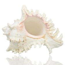 Large Natural Sea Shells Huge Ocean Conch 7-8 inches Jumbo Seashells picture